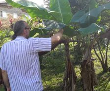 Flemming undersøger en bananpalme