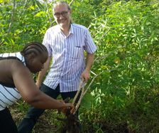Flemming høster cassava