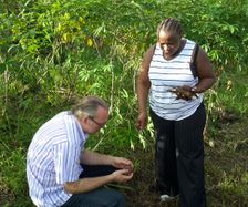 Flemming undersøger en cassava-rod