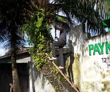 Pedel Samuel plukker kokosnødder til Flemming